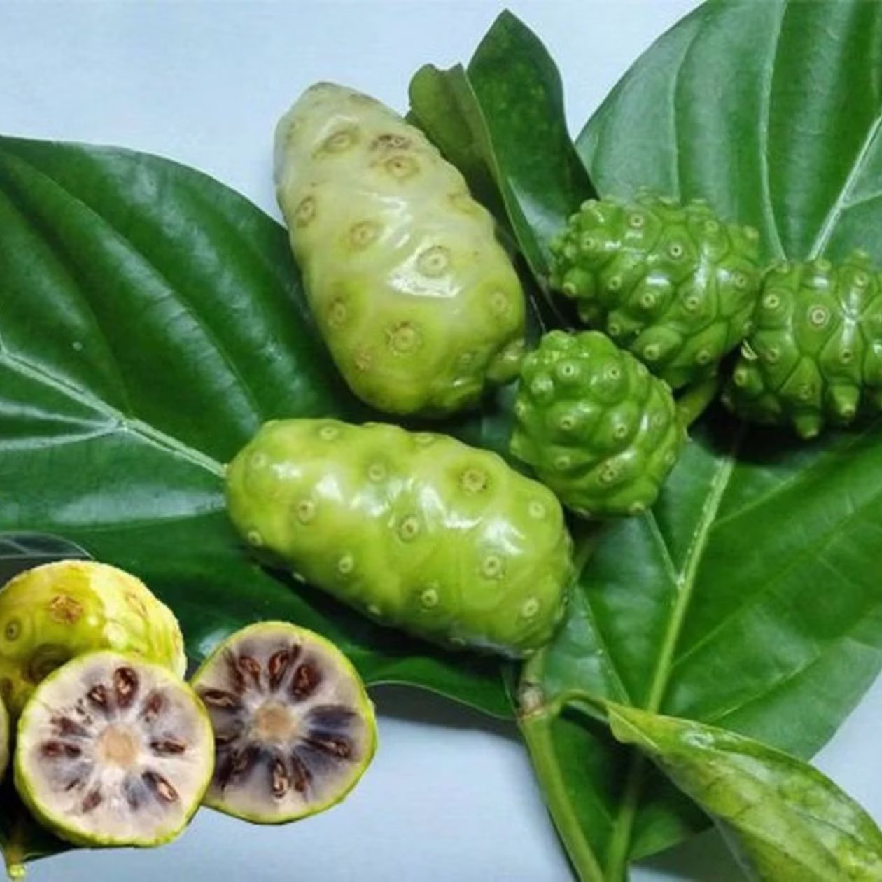 trái nhàu